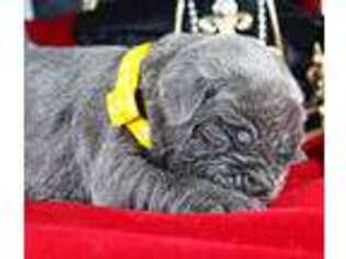 Cane Corso Puppy for sale in Crosby, TX, USA
