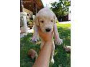 Labradoodle Puppy for sale in Cumby, TX, USA