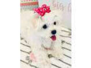 Maltese Puppy for sale in Aiken, SC, USA