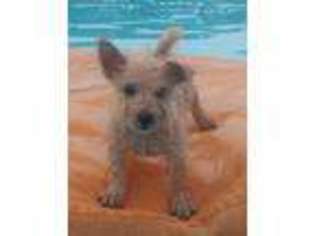 Norwich Terrier Puppy for sale in Camby, IN, USA