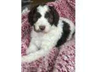 Labradoodle Puppy for sale in Harrodsburg, KY, USA