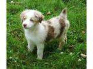 Miniature Australian Shepherd Puppy for sale in Crimora, VA, USA