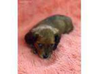 Dachshund Puppy for sale in Denver, CO, USA