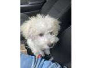 Bichon Frise Puppy for sale in Irvington, NJ, USA
