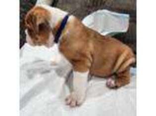 Bulldog Puppy for sale in Hope, RI, USA
