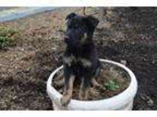 German Shepherd Dog Puppy for sale in Rebersburg, PA, USA