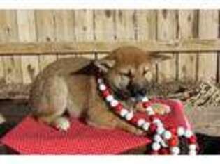 Shiba Inu Puppy for sale in Alamosa, CO, USA