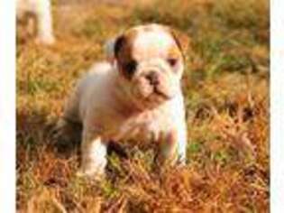 Bulldog Puppy for sale in Colonial Heights, VA, USA