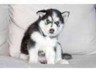 Siberian Husky Puppy for sale in York, PA, USA