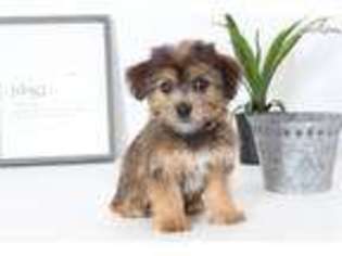 Shorkie Tzu Puppy for sale in Fort Myers, FL, USA