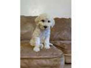 Mutt Puppy for sale in Oconto, WI, USA