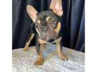 French Bulldog Puppy for sale in Wheatland, CA, USA
