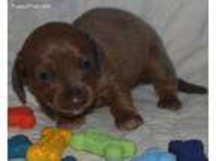 Dachshund Puppy for sale in Huntsville, TX, USA