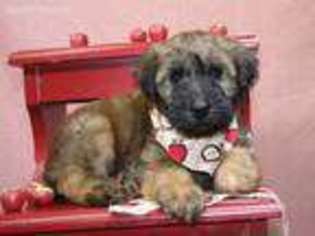 Soft Coated Wheaten Terrier Puppy for sale in Lyons, NE, USA