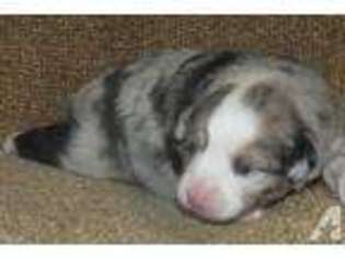 Australian Shepherd Puppy for sale in SHELBY, NC, USA