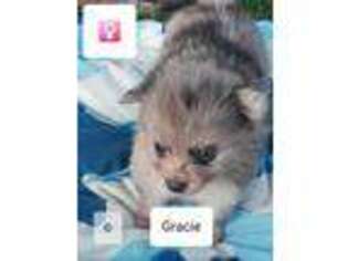Pomeranian Puppy for sale in Waveland, IN, USA