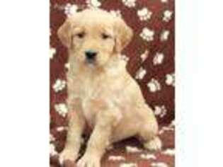 Golden Retriever Puppy for sale in Culpeper, VA, USA