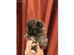 Pomeranian Puppy for sale in Desert Hot Springs, CA, USA