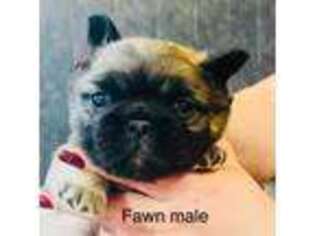 French Bulldog Puppy for sale in Statesville, NC, USA