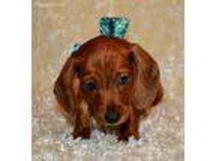 Dachshund Puppy for sale in Maple Lake, MN, USA