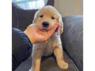 Golden Retriever Puppy for sale in Medford, NJ, USA