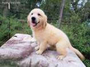 Golden Retriever Puppy for sale in Floral City, FL, USA