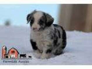 Miniature Australian Shepherd Puppy for sale in Saint Mary, MO, USA