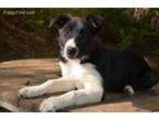 Border Collie Puppy for sale in Clarkston, WA, USA