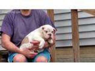 Bulldog Puppy for sale in Osceola, IA, USA