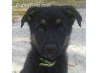 German Shepherd Dog Puppy for sale in Fort Pierce, FL, USA