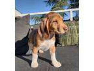 Beagle Puppy for sale in Pasadena, CA, USA