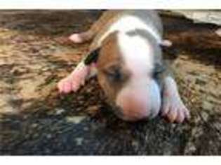Medium Photo #1 Bull Terrier Puppy For Sale in Tulsa, OK, USA