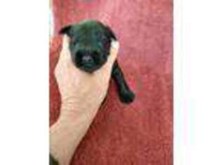 Mutt Puppy for sale in Akron, CO, USA