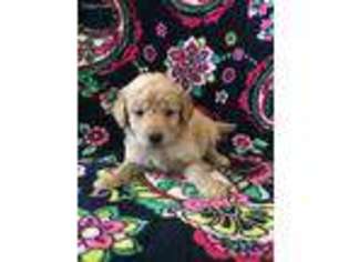 Goldendoodle Puppy for sale in Woodward, OK, USA