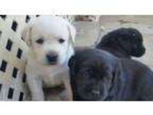Labrador Retriever Puppy for sale in Menifee, CA, USA