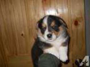 Mutt Puppy for sale in VALE, OR, USA