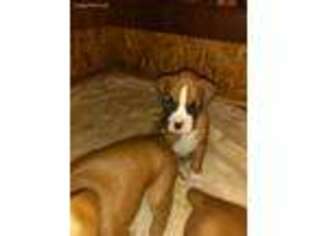 Boxer Puppy for sale in Emmett, ID, USA