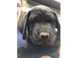 Labrador Retriever Puppy for sale in Cape May, NJ, USA