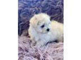 Maltese Puppy for sale in Crossville, TN, USA