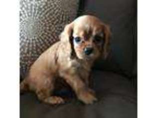 Cavalier King Charles Spaniel Puppy for sale in Brooklyn, NY, USA