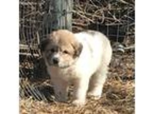 Great Pyrenees Puppy for sale in Tecumseh, KS, USA