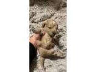Goldendoodle Puppy for sale in Phillips, WI, USA