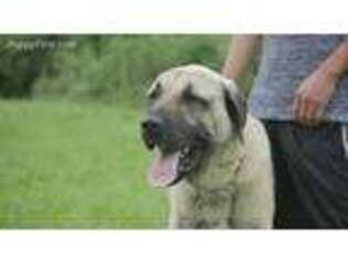 Anatolian Shepherd Puppy for sale in Chester, NY, USA