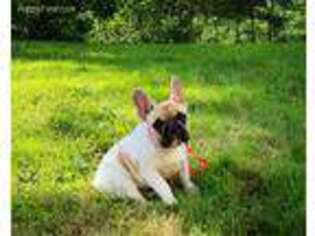 French Bulldog Puppy for sale in Ridgefield, WA, USA