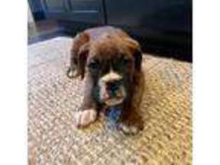 Boxer Puppy for sale in Westminster, SC, USA