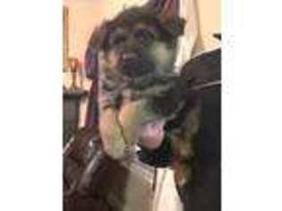 German Shepherd Dog Puppy for sale in Lawrenceville, GA, USA