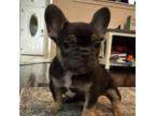 French Bulldog Puppy for sale in Bastrop, TX, USA