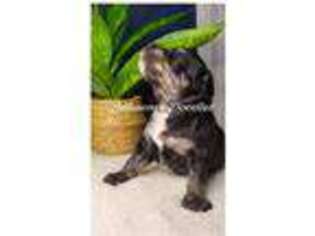 Mutt Puppy for sale in North Royalton, OH, USA