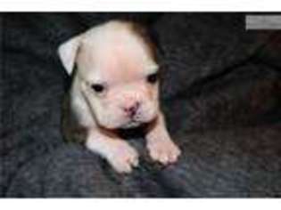 Bulldog Puppy for sale in Saint Joseph, MO, USA