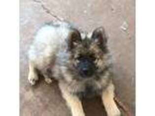 Keeshond Puppy for sale in Oklahoma City, OK, USA